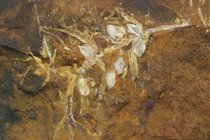 Paleocene Fossil Fruit (Palaeocarpinus) - North Dakota #96935
